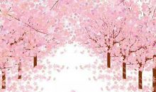 樱花树下的背影（六）自力更生_1500字