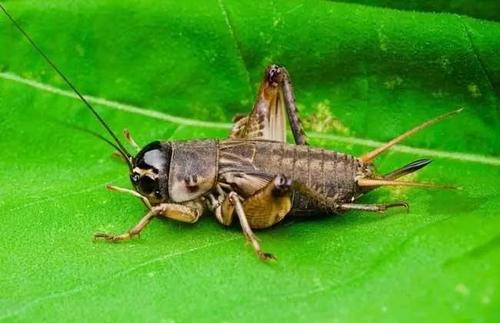 赶上cricket_750个单词
