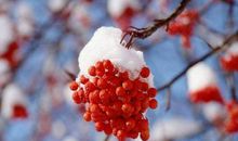 下雪的声音_900字