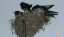 小燕子造窝_400字