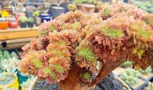 物以稀为贵_450字