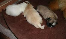 我家的小狗_300字