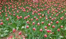 珍爱生命善待自我_550字