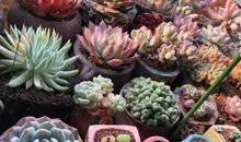 精心培育，平安之花茁壮成长_400字