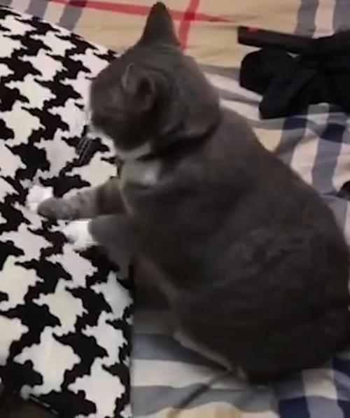时空·小猫_1200词