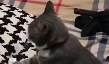 时空·小猫_1200字