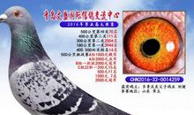 作文经验：意高则文胜_700字