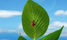 绿叶的心声_450字