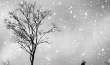 关于雪的作文：雪中的小花园_400字