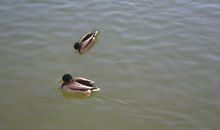 过街的鸭群_400字