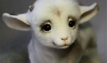 刺猬和小羊_400字