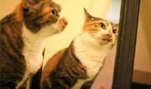 花猫照镜子_40字