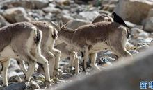 中国梦演讲稿：我的中国梦_700字