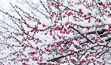 [PK赛]关于雪的作文：雪_800字