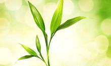 [春天来了]小草与大地_800字