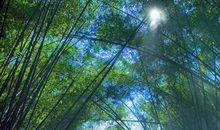 关于探险的作文：热带雨林探险（三）_900字