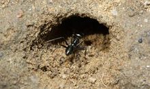 关于探险的作文：蚂蚁探险记_400字