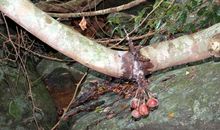 关于探险的作文：热带雨林探险（二）_800字