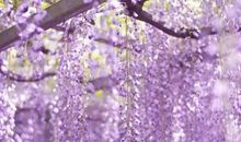 紫藤萝瀑布_800字