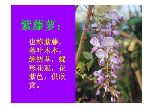 紫藤罗瀑布_900个单词