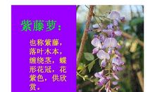 紫藤萝瀑布_900字