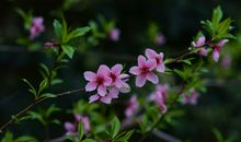 春天在你身边_350字