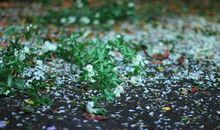 第一场春雨_400字