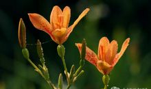 初夏花开——我们的青春_500字