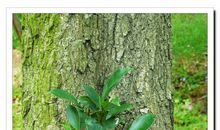 做一棵坚强的“树”_600字