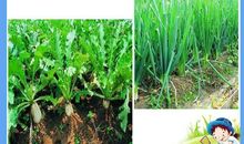 四年级写景作文：秦岭赏秋_800字