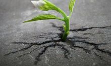 生命因坚强而美丽_550字