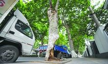 坚强，不倒的防线_800字