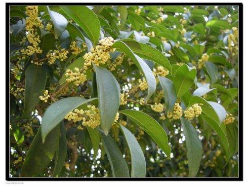 四年级组成：闻桂花_650字的芬芳