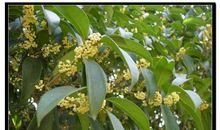 四年级状物作文：又闻桂花香_650字