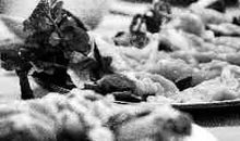 四年级续写改写作文：癞蛤蟆吃到了天鹅肉_600字