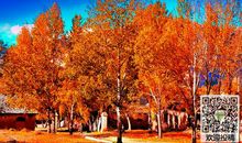 关于秋天的作文：美丽的秋天_700字