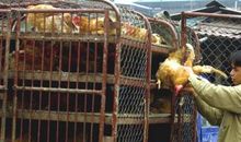 高二英语作文：Another Life_900字