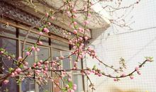 春季，是梅花落还是落梅花_3000字