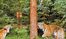 老虎学爬树_50字