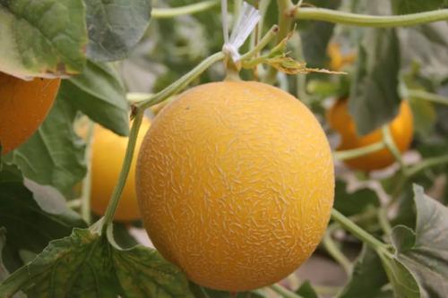 葫芦瓜，银瓜_50字