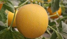 金瓜瓜，银瓜瓜_50字