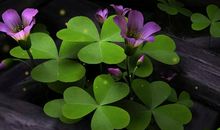 春天的气息_400字