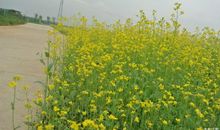 那春天，那美丽_700字