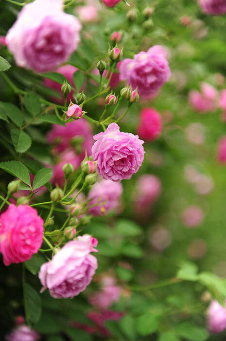 Rose_150个字