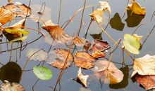 [每日天气 ] 冬天来了_400字