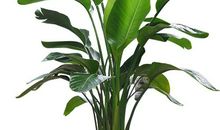 [超新星初中组]天堂鸟之殇_1500字