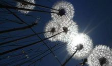 蒲公英的天堂_1000字