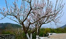 姗姗来迟的春天_600字