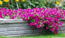 多彩的春天_250字