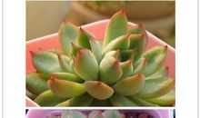 四年级日记：人鼠大战_550字